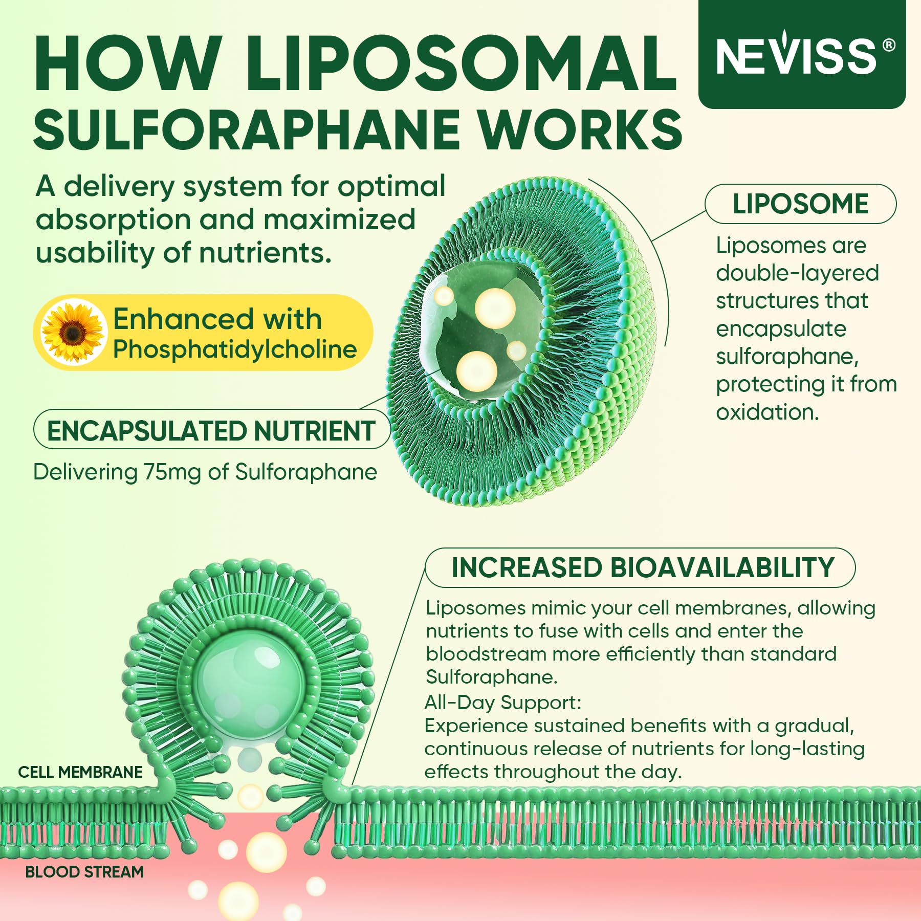 Liposomal Sulforaphane Supplement Gummies for Kids 4+ & Adults, Broccoli Sprouts Extract w/Myrosinase, Glucoraphanin, Quercetin, Omega-3, Vitamin C, E for Antioxidant, Cellular Health, Vegan, 120 Cts - Image 7