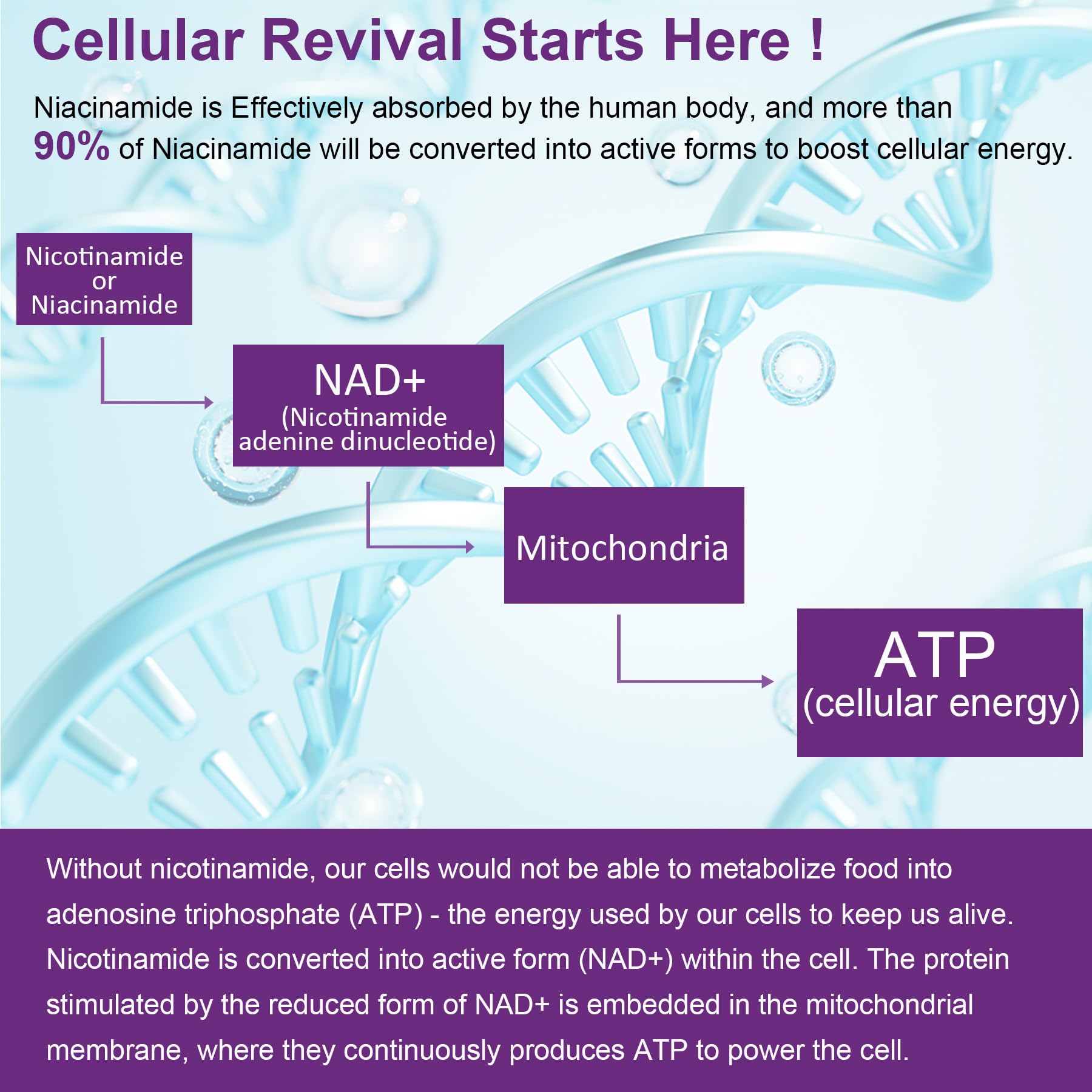 Sugar Free Nicotinamide 500mg Gummies, (Flush Free Niacin) Vitamin B3 Niacinamide Supplement for Cellular Energy Metabolism & Repair, Vitality, Healthy Aging, Cranberry Flavor, Easy to Chew, 120 Cts - Image 5